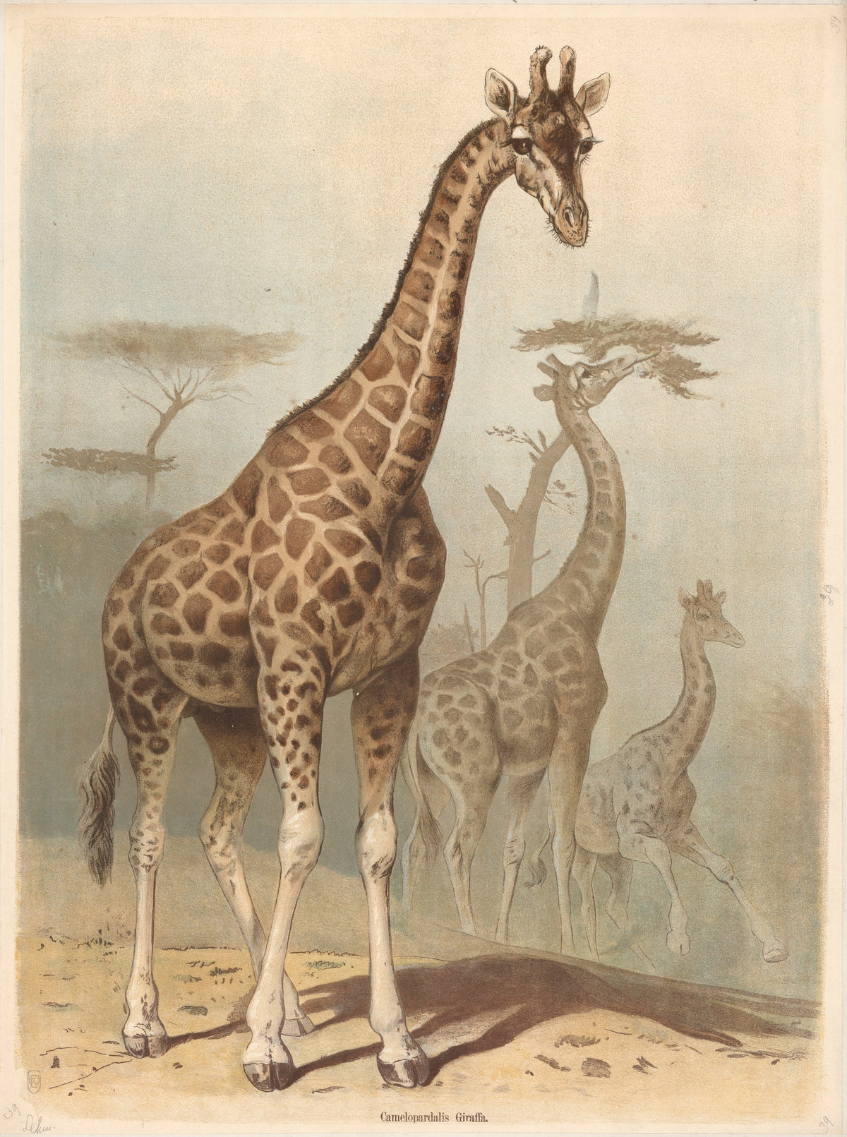 Giraffe by Friedrich Specht