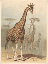 The print