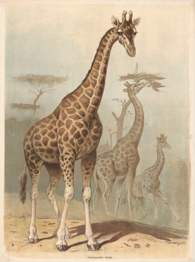 Giraffe by Friedrich Specht
