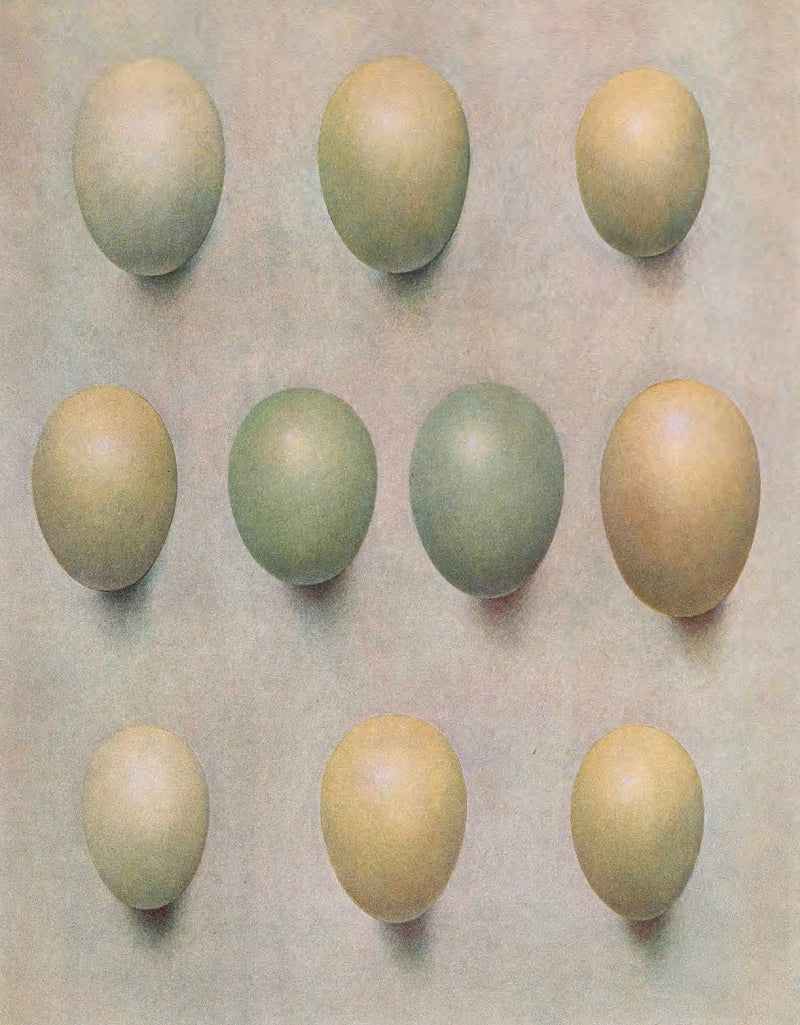 Eggs Of British Diving Ducks by Henrik Gronvold
